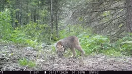 Glacier National Park could provide climate haven for Canada Lynx