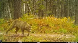 Glacier National Park could provide climate haven for Canada Lynx 2