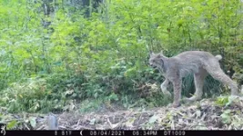 Glacier National Park could provide climate haven for Canada Lynx 3