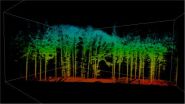 Global change: Trees continue to grow at a faster rate 2