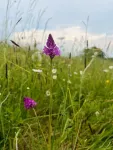 Global cooling caused diversity of species in orchids, confirms study