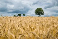 Global food yields have grown steadily during last six decades