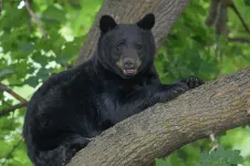 Global study finds while humans sheltered in place, wildlife roamed