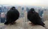 Global survey of urban birds and plants find more diversity than expected