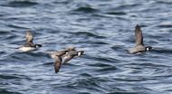 Global trends show seabird populations dropped 70 percent since 1950s