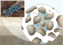 Global warming accelerates CO2 emissions from soil microbes