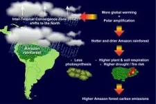 Global warming leads to drier and hotter Amazon: reducing uncertainty in future rainforest carbon loss 2