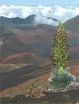 Global warming may have severe consequences for rare Haleakalā silverswords