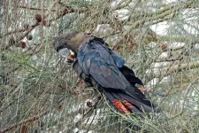 Glossy black-cockatoos prefer the fruits of ancient rocks