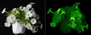 Glowing flowers illuminate homes and gardens with organic light