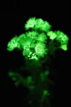 Glowing flowers illuminate homes and gardens with organic light 3