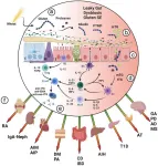 Gluten is a proinflammatory inducer of autoimmunity