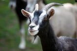 Goats are far more clever than previously thought 2