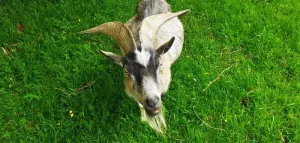 Goats can tell if you are happy or angry by your voice alone