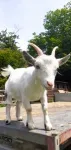 Goats can tell if you are happy or angry by your voice alone 2