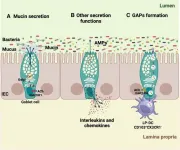 Goblet cells could be the guardians of the gut