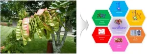 Going beyond plastic: Chung-Ang University team explores tara gum as a green polymer