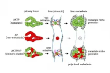 Going the distance--insights into how cancer cells spread