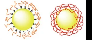 Gold nanoparticles more stable by putting rings on them