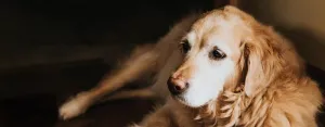 Golden Retriever Lifetime Study data uncovers potential connection between sterilization, hemangiosarcoma