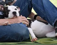 Good dogs: owners of recently-adopted shelter dogs tend to report high satisfaction with their new pet despite also reporting increases in problem behavior over time