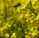 Good food in a nice setting: wild bees need diverse agricultural landscapes