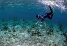 Good news for coral reef restoration efforts: Study finds “full recovery” of reef growth within four years 2