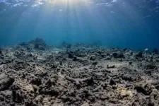 Good news for coral reef restoration efforts: Study finds “full recovery” of reef growth within four years 3