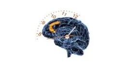 Good timing: UNLV study unravels how our brains track time 2