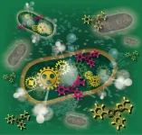 Gotcha! New technology speeds up bacterial testing in food