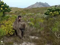 GPS tracking reveals how a female baboon stopped using urban space after giving birth