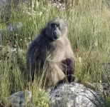 GPS tracking reveals how a female baboon stopped using urban space after giving birth 2