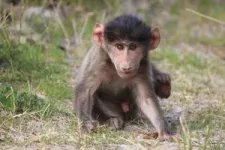 GPS tracking reveals how a female baboon stopped using urban space after giving birth 3