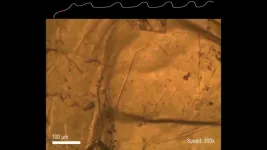 Graphite oxidation experiments reveal new type of oscillating chemical reaction