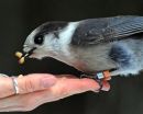 Gray jays winter survival depends on food storage, study shows