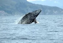 Gray whales experience major population swings as a result of Arctic conditions, research shows 3