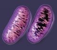 Greater rates of mitochondrial mutations discovered in children born to older mothers