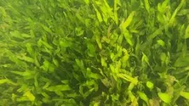 Green macroalga caulerpa has replaced seagrass in Florida’s Indian River Lagoon 3