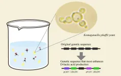 Green recipe: Engineered yeast boosts D-lactic acid production