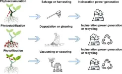 Green warriors: plants on the frontline against microplastics