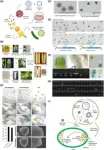 Greenhouse gains: cucumbers get a genetic upgrade through innovative pollen tech