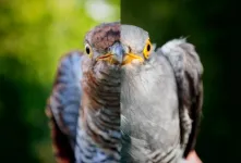 Grey cuckoo, red cuckoo: unveiling the genomic secrets of color polymorphism in female cuckoo birds