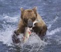 Grizzly research offers surprising insights into diabetes-obesity link 2