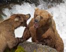 Grizzly research offers surprising insights into diabetes-obesity link 3