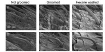 Grooming helps insects keep their senses sharpened