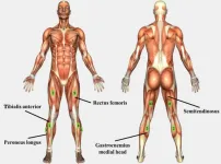 Ground reaction force and moment estimation through EMG sensing using long short-term memory network during posture coordination