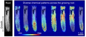 Groundbreaking images of root chemicals offer new insights on plant growth 2