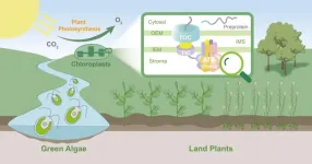 Groundbreaking studies provide key insights into chloroplasts protein import motor