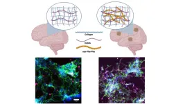 Groundbreaking study reveals insights into Alzheimers disease mechanisms through novel hydrogel matrix