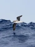 Groundbreaking study reveals oceanic seabirds chase tropical cyclones